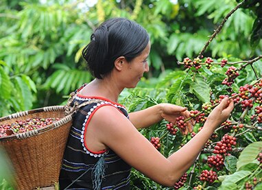 NESCAFÉ PLAN - Les actions