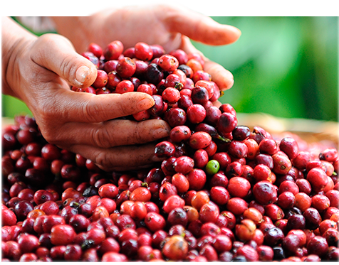 Nos engagements - NESCAFÉ Dolce Gusto