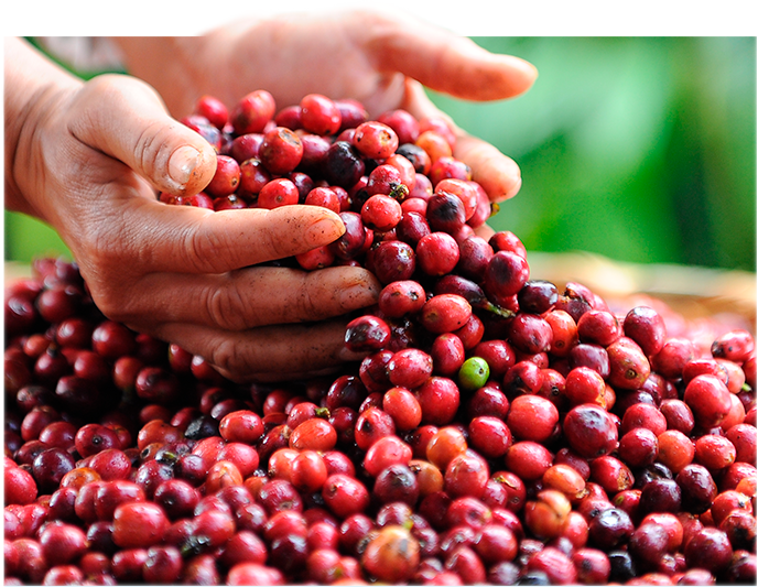 Nos engagements - NESCAFÉ Dolce Gusto