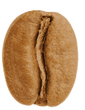 Grain de café Starbucks Nescafé Dolce Gusto