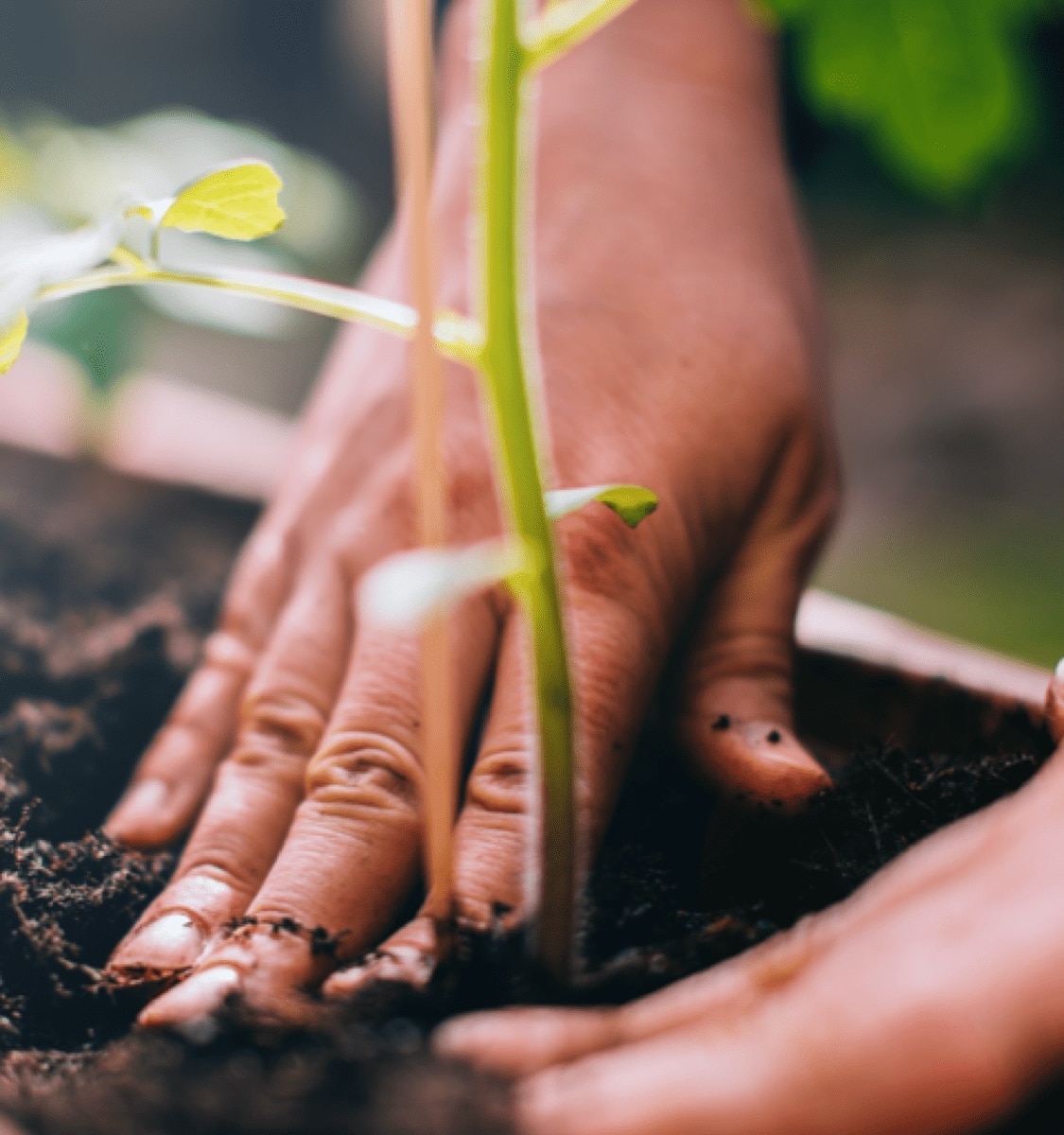 personne plantant une pousse de café à côté d’une dosette en papier