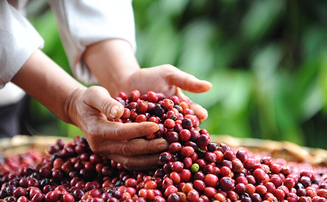 Origines du café