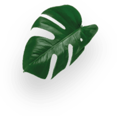 SPECIAL.T® Tropical Passion 10 CAPSULES decoration Image